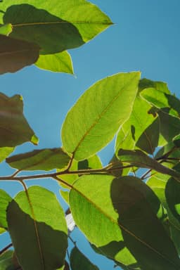 cover 2